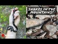 Milksnakes, Rattlesnakes, and Bears, Oh My! Snake Hunting North Georgia's Blue Ridge in August