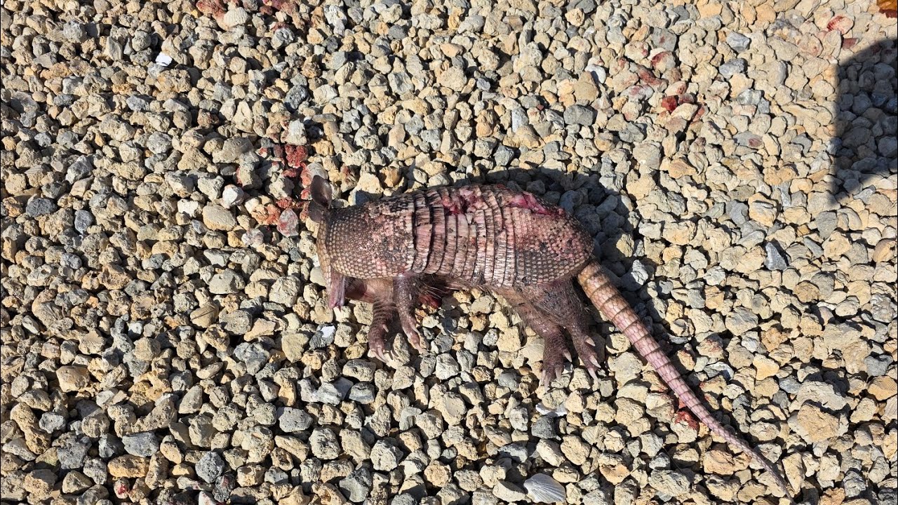 Bella had a long night 🌙 😴 #farmlife #dog #greatpyrenees #fyp 