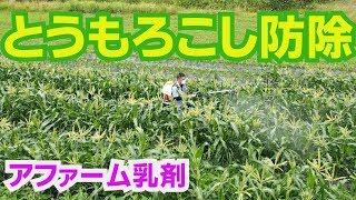 防除な1日とうもろこしとブロッコリー19/6/18#712