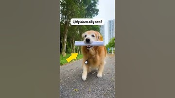 Bảo Bảo Được Giấy Khen Thưởng #shorts #tiktokvideo #thúcưng #vậtnuôi #chómèohàihước #pets #cat #cute