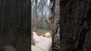 Рыжий Хвост выбирает орех)