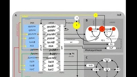Circadian Clock of Synechococcus (LD-LL)
