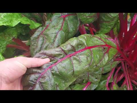Video: Chard Or Beetroot