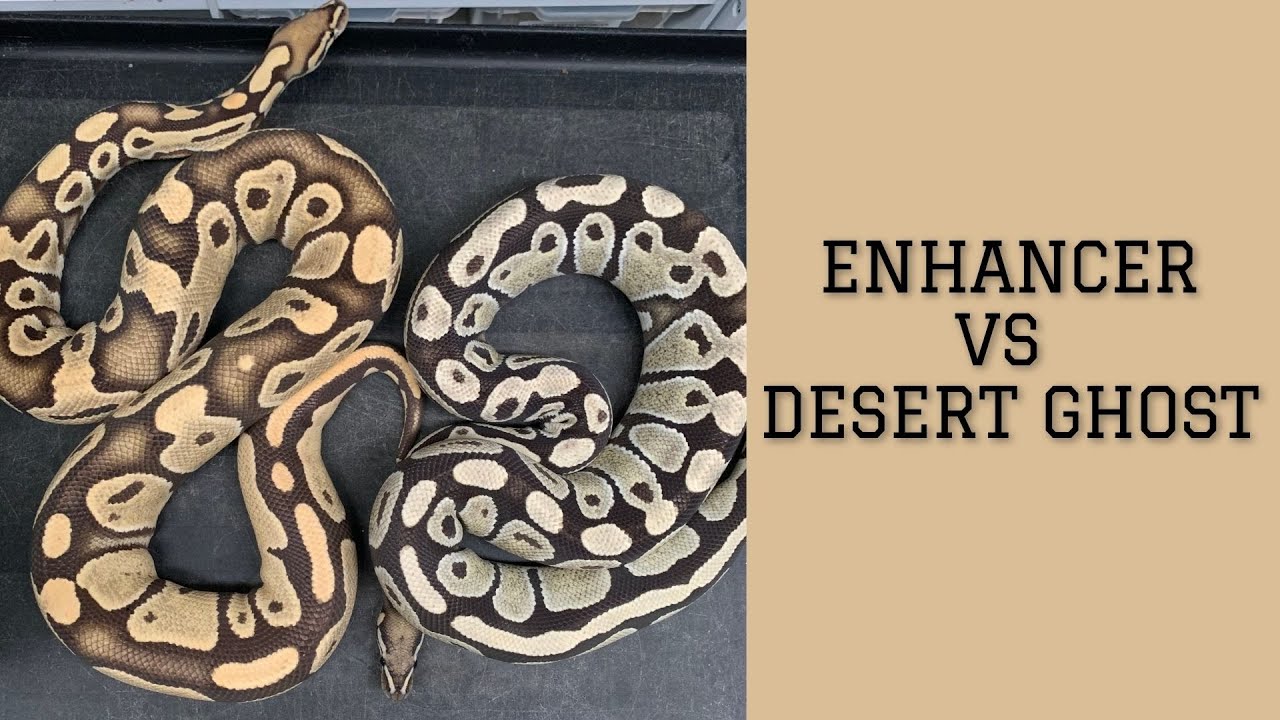 Enhancer vs Desert Ghost! Ending The Debate YouTube