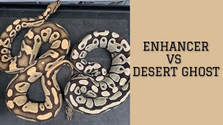 Enhancer vs Desert Ghost! Ending The Debate