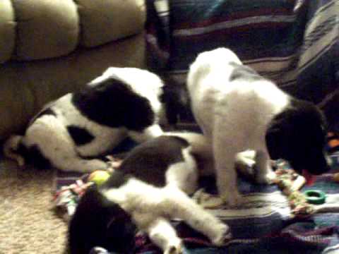 Newfoundland Great Pyrenees Black Lab Cross Puppies On 01 14 2010 Youtube