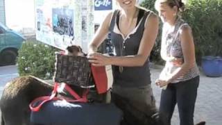 Donkey Diaries Episode Three - Le Blue Lady Launch