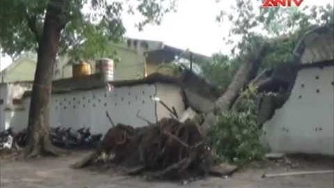 TP.HCM: Cây cổ thụ bật gốc, đè sập cung văn hóa