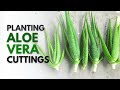 How To Plant Aloe Vera From A Cutting