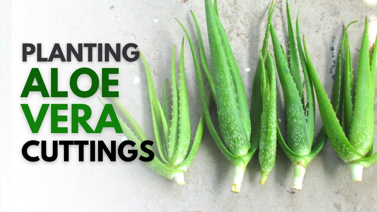 How To Plant Aloe Vera From A Cutting