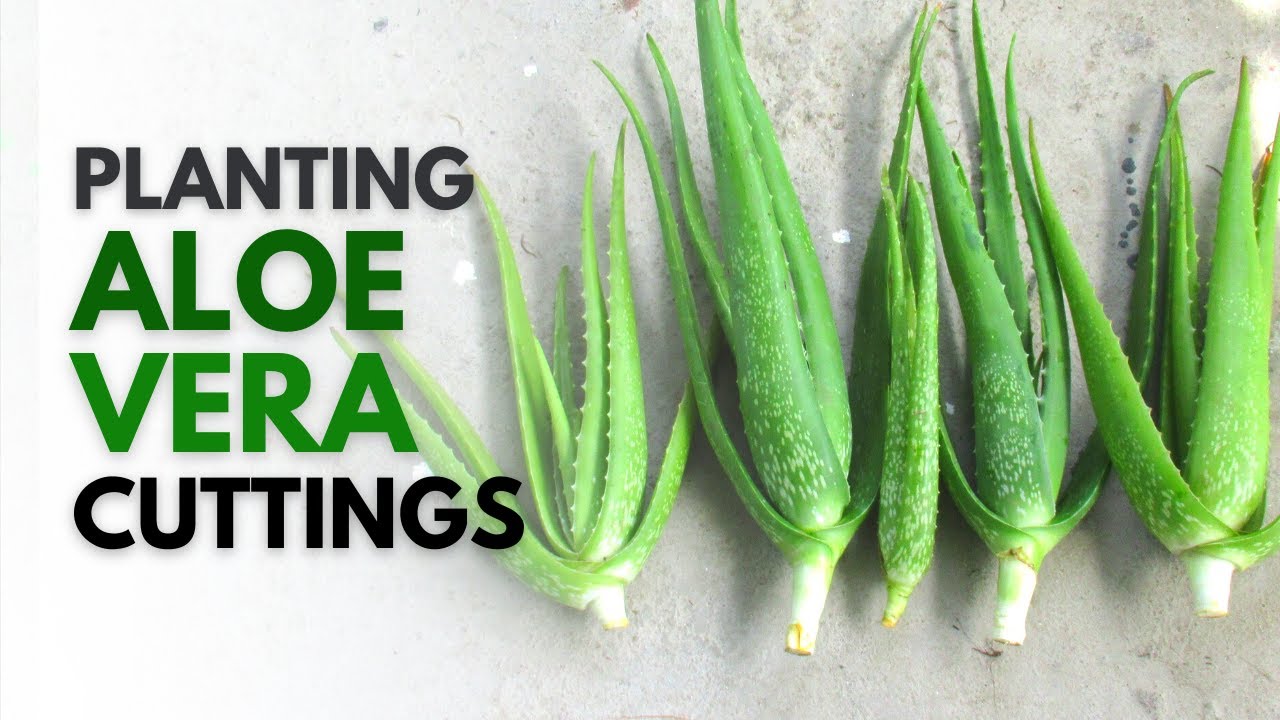 How To Plant Aloe Vera From A Cutting Youtube