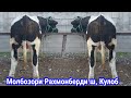 Молбозори Рахмонберди н, Восеь ш, Кулоб Нархи Букаи калон, майда,  7 ноября 2023 г.