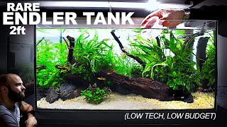 SUPER RARE Endler Guppy Tank: LOW TECH, LOW BUDGET (Aquascape Tutorial)