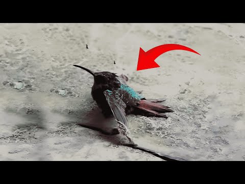 Man Rescues a