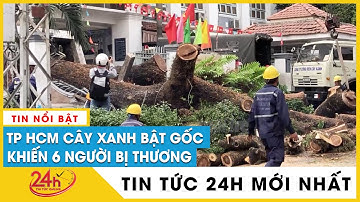 TP.HCM: Cây xanh bật gốc ở sân Trường Trần Văn Ơn, 6 người bị thương