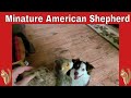 Miniature American Shepherd playing