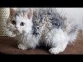 These Poodle Cats Are So Adorable Your Heart Will Melt When You See Them