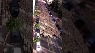 Обложка Мирный митинг баранов Скачать Мирный митинг баранов