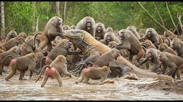Komodo Dragon vs. Baboons: Intense Jungle Showdown!