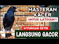 Nyaut emosi masteran kacer gacor full 1 jam untuk latihan  hitungan detik kacer nembak gacor