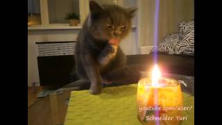 Кот, который хочет съесть огонь Кот, который хочет съесть огонь