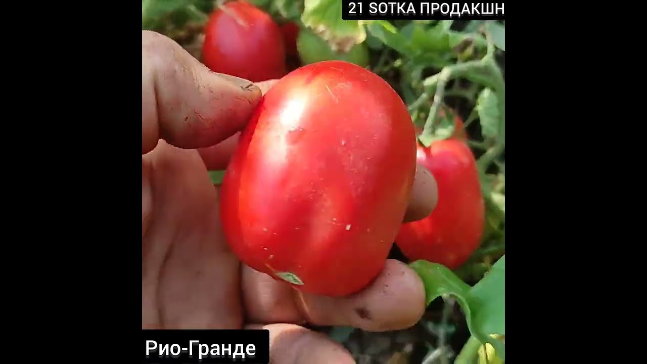 Рио Гранде Томат Описание Фото Отзывы
