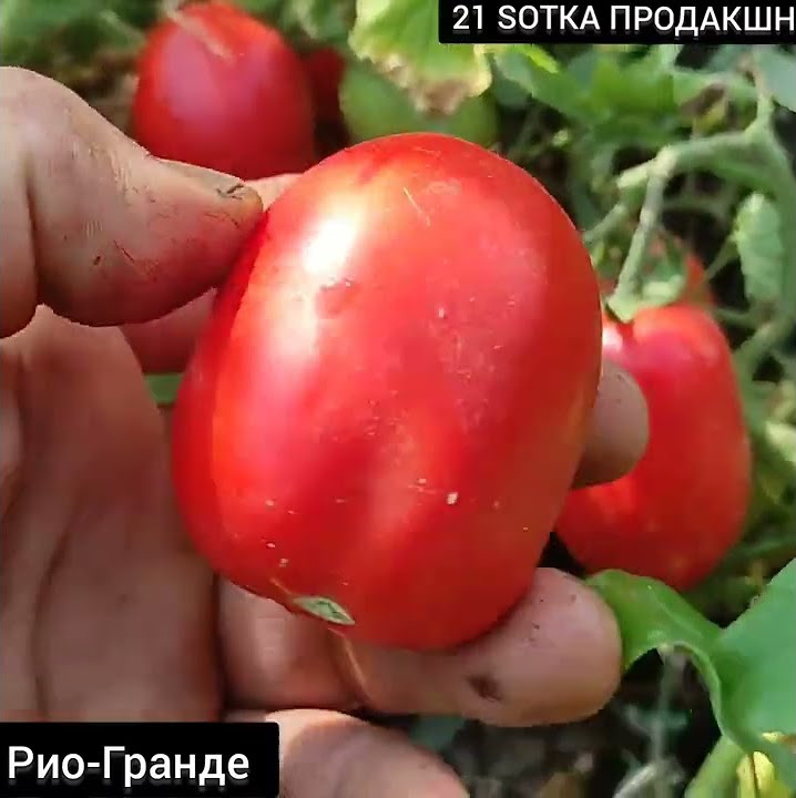 Томат Рио-Гранде. Классический помидор-сливка. - YouTube