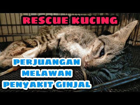 Video: Hidup Dengan Kucing Dengan Penyakit Ginjal