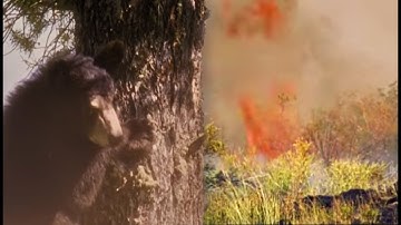 Wildfire Panic | Big Sky Bears | BBC Earth