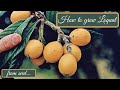 How to grow loquat tree from seed -  Μουσμουλιά από σπόρο