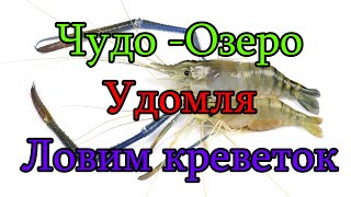 Обзор Раколовок для ловли креветок. Ловим Креветок в раколовки на Чудо-озере Удомля. Летняя рыбалка.