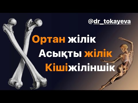 Ортан жілік|Асықты жілік|Кішіжіліншік|Тобық|Аяқтың