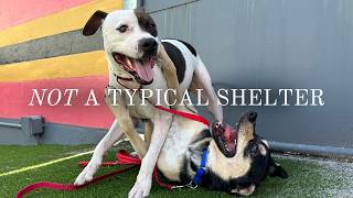 This Isn’t What We Expected From an Animal Shelter... | Furry Friends (NO KILL!!) Animal Rescue
