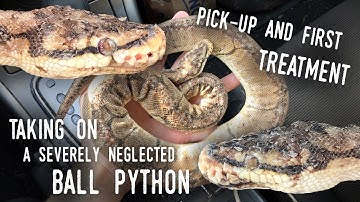 Rescuing SATURN, a BADLY ABUSED Ball Python | Pick-up and Initial Treatment