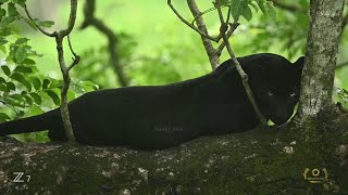 Shaaz Jung - A Walk Through Jungle