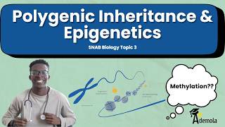 Polygenic Inheritance & Epigenetics A-Level Biology (SNAB, AQA, OCR)