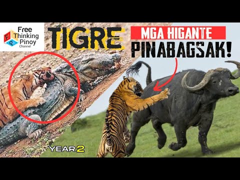 Gaano ka-BANGIS UMATAKE ang TIGER?? Hunting Moments of Tiger