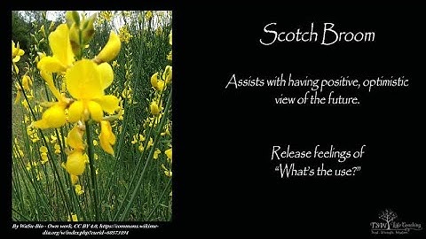 Discouragement- Scotch Broom