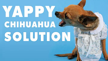 Why do Chihuahua's bark a lot?