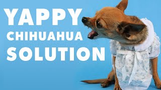 Help! My Chihuahua won