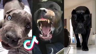 Cane Corsos are Badass and Cute - Tiktok Compilation!