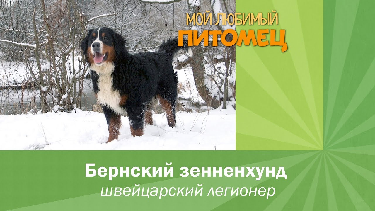 БЕРНСКИЙ ЗЕННЕНХУНД: особенности содержания, характер, воспитание, плюсы и минусы породы