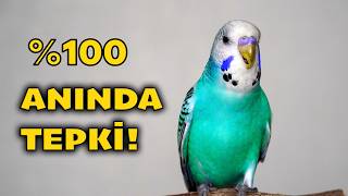 Muhabbet Kuşu Sesi - 10 Kuşun 9’U Tepki Verdi Bu Ses Şaşırtıyor