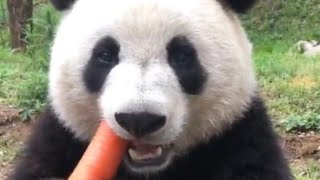 شاهد دب الباندا و هو يأكل الجزر 🥰😂The ❤panda eats carrots