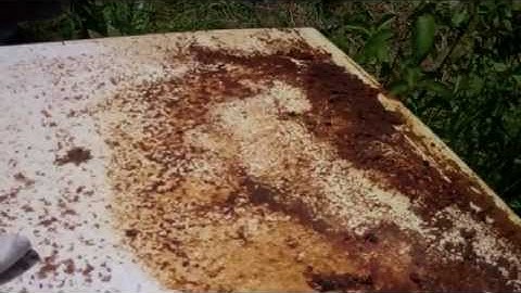 Why a Screen Bottom Board for Beehives