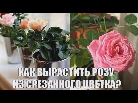 КАК ВЫРАСТИТЬ РОЗУ ИЗ СРЕЗАННОГО ЦВЕТКА КАК ВЫРАСТИТЬ РОЗУ ИЗ СРЕЗАННОГО ЦВЕТКА