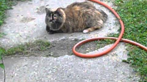 Mockingbird harassing cat