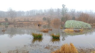 The Beautiful Frog Bog (Early Spring in Gettysburg) 🐸