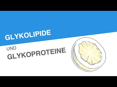 GLYKOLIPIDE UND GLYKOPROTEINE | Chemie | Organische Verbindungen – Eigenschaften und Reaktionen