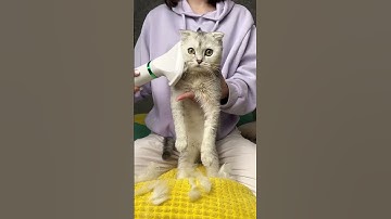 Kisa got a new toy made of herself 😳